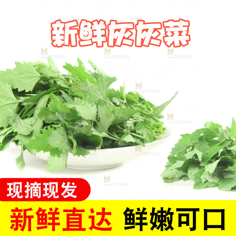 白底上的灰灰菜