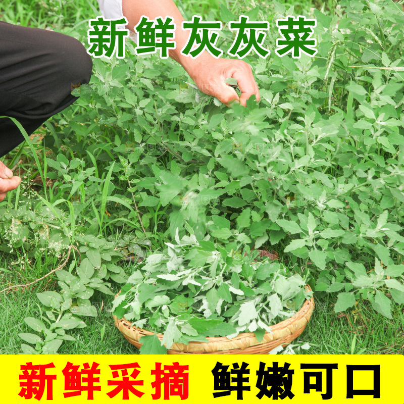 手里拿着新鲜灰灰菜