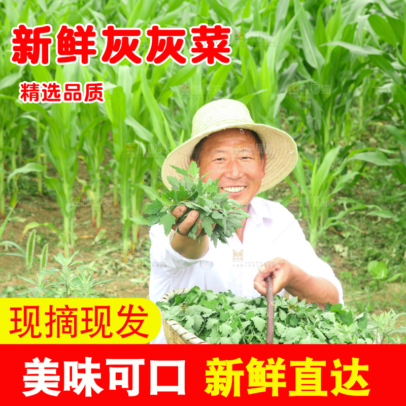 手里拿着新鲜灰灰菜