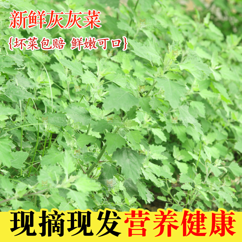 一大片灰灰菜