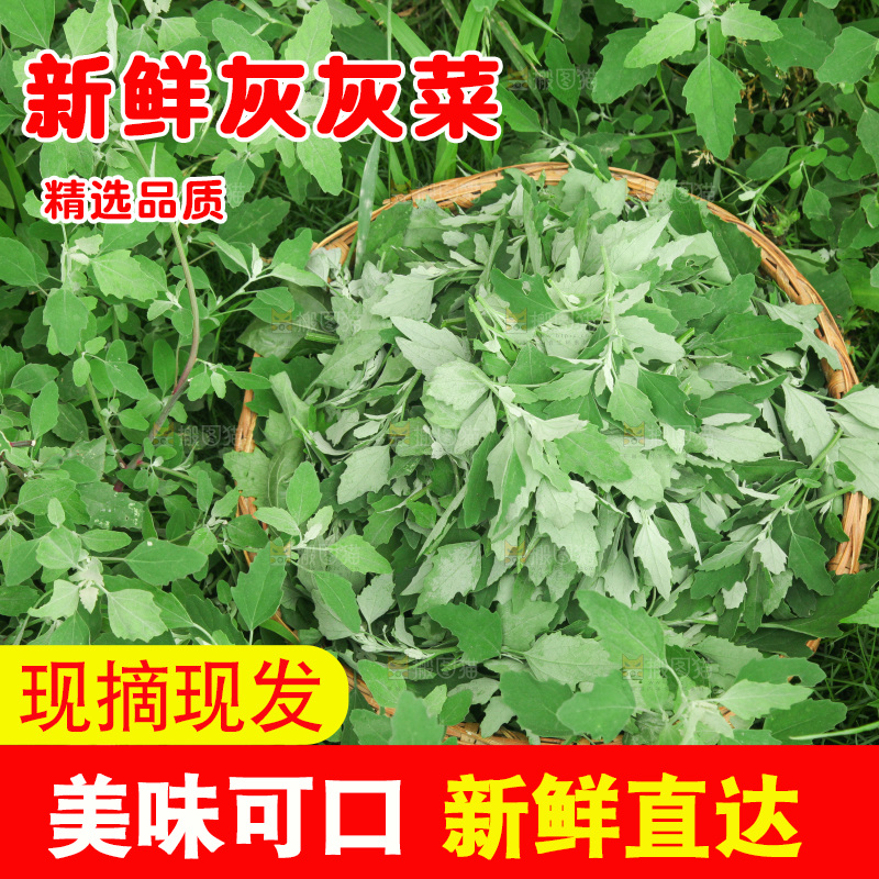 手里拿着新鲜灰灰菜