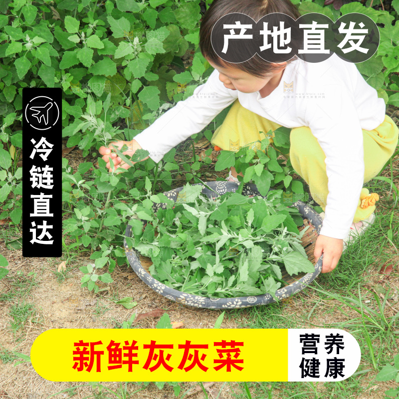 手里拿着新鲜灰灰菜