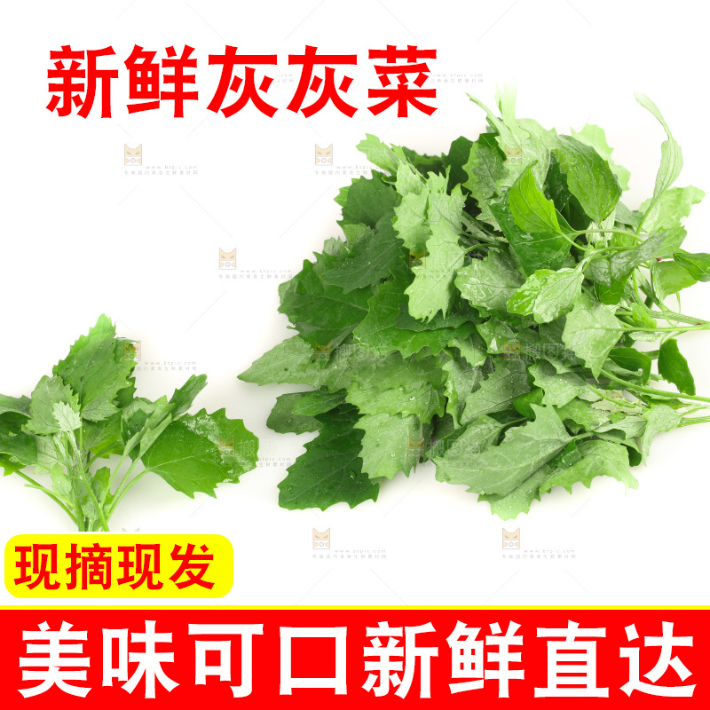 白底上的灰灰菜