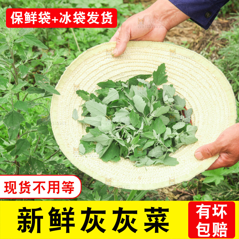 手里拿着新鲜灰灰菜