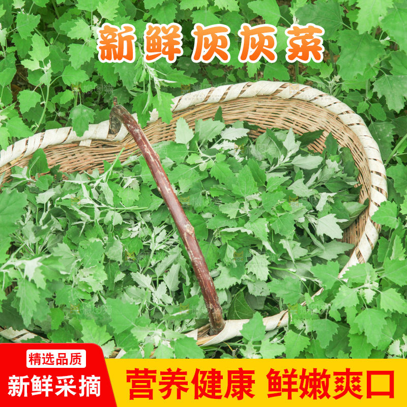 手里拿着新鲜灰灰菜