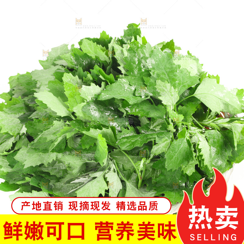 白底上的灰灰菜