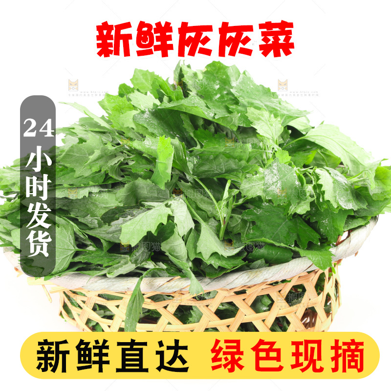 白底上的灰灰菜