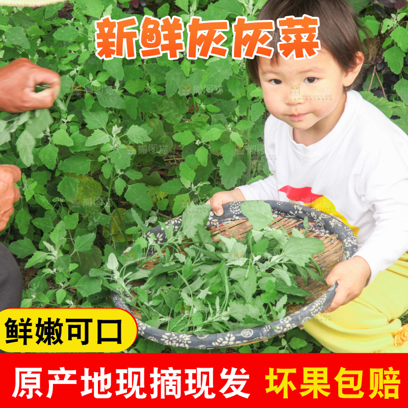 手里拿着新鲜灰灰菜