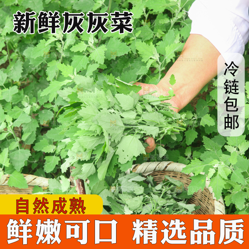 手里拿着新鲜灰灰菜