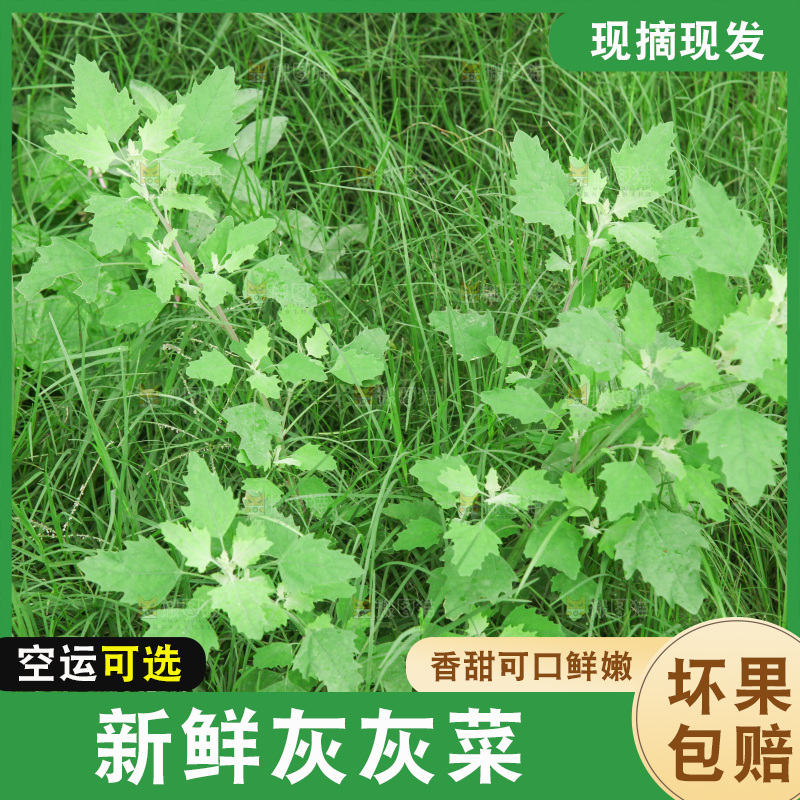 手里拿着新鲜灰灰菜