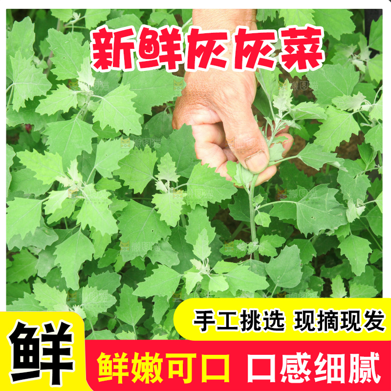 手里拿着新鲜灰灰菜