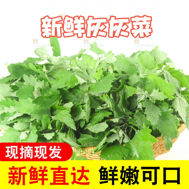 白底上的灰灰菜