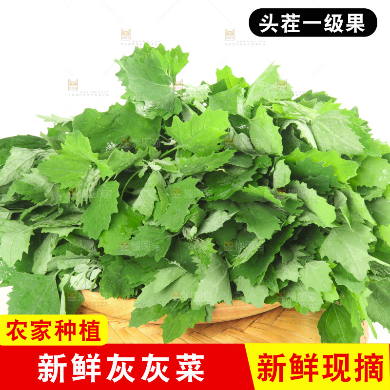 白底上的灰灰菜