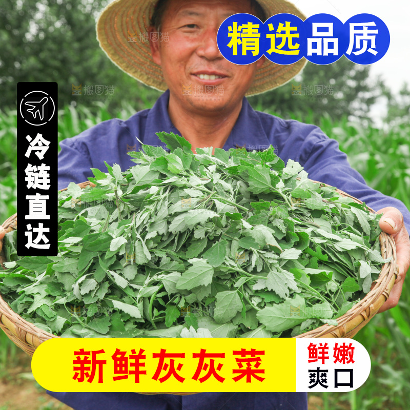 手里拿着新鲜灰灰菜