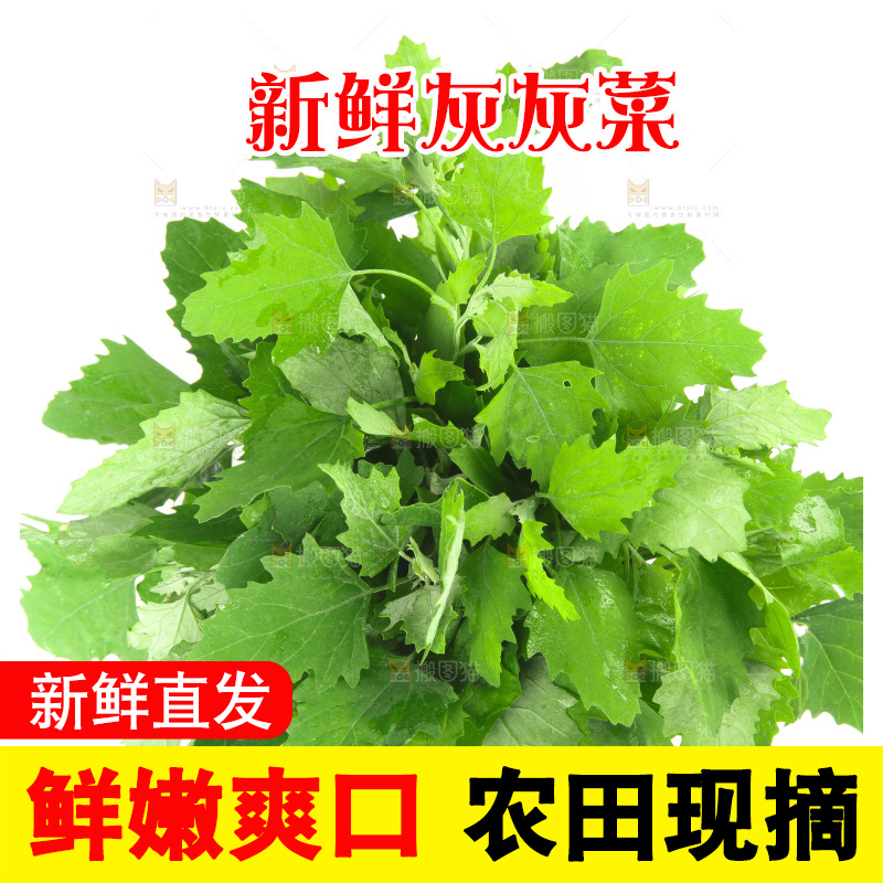 白底上的灰灰菜