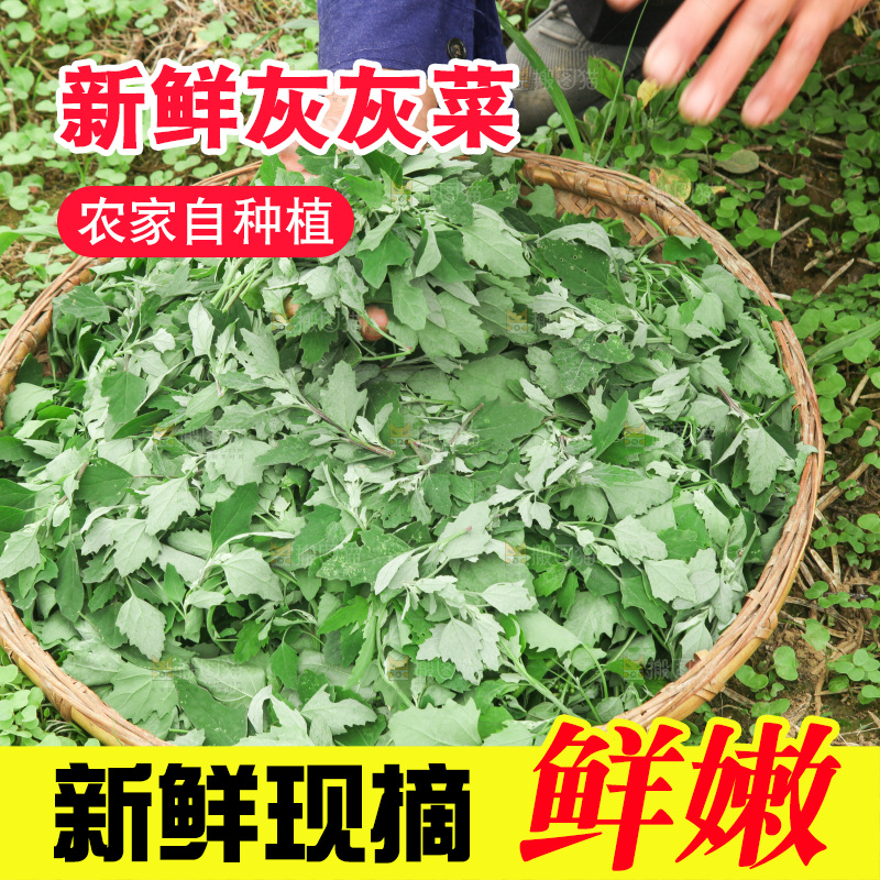 手里拿着新鲜灰灰菜