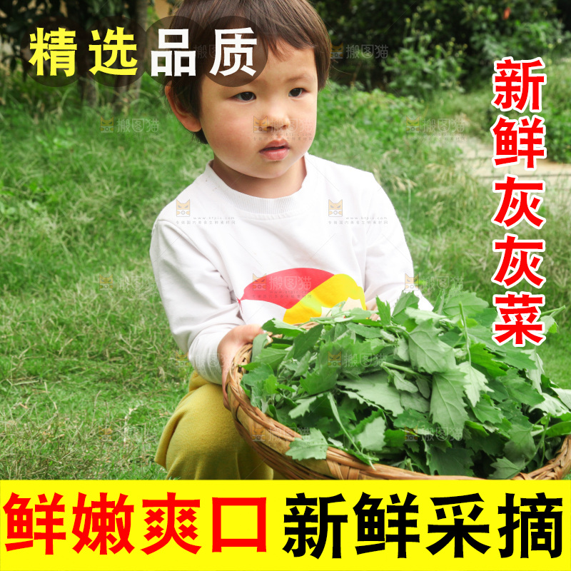 手里拿着新鲜灰灰菜