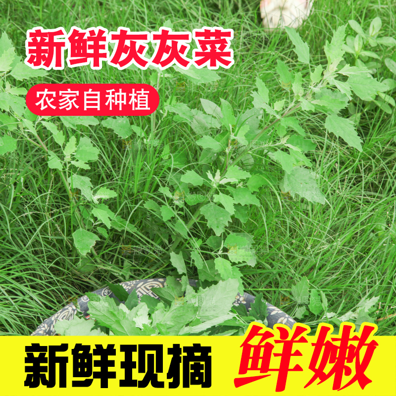 手里拿着新鲜灰灰菜