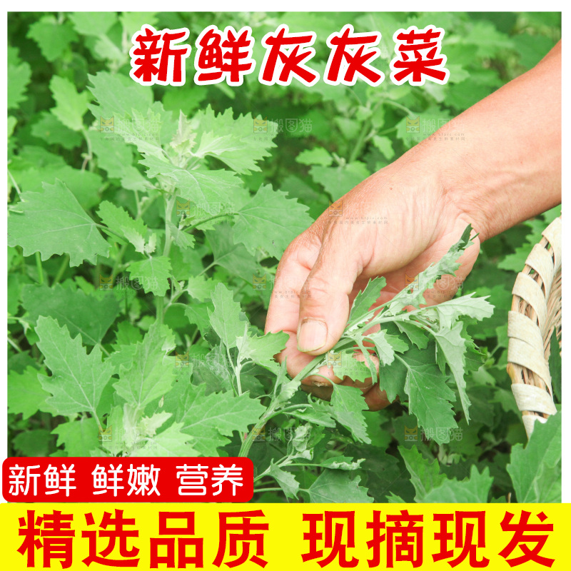 手里拿着新鲜灰灰菜