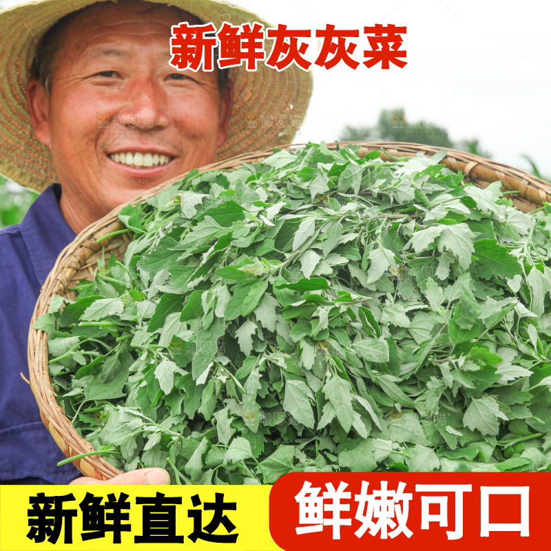 手里拿着新鲜灰灰菜