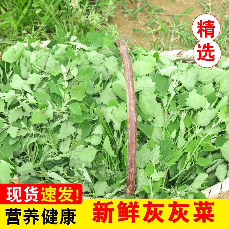 手里拿着新鲜灰灰菜