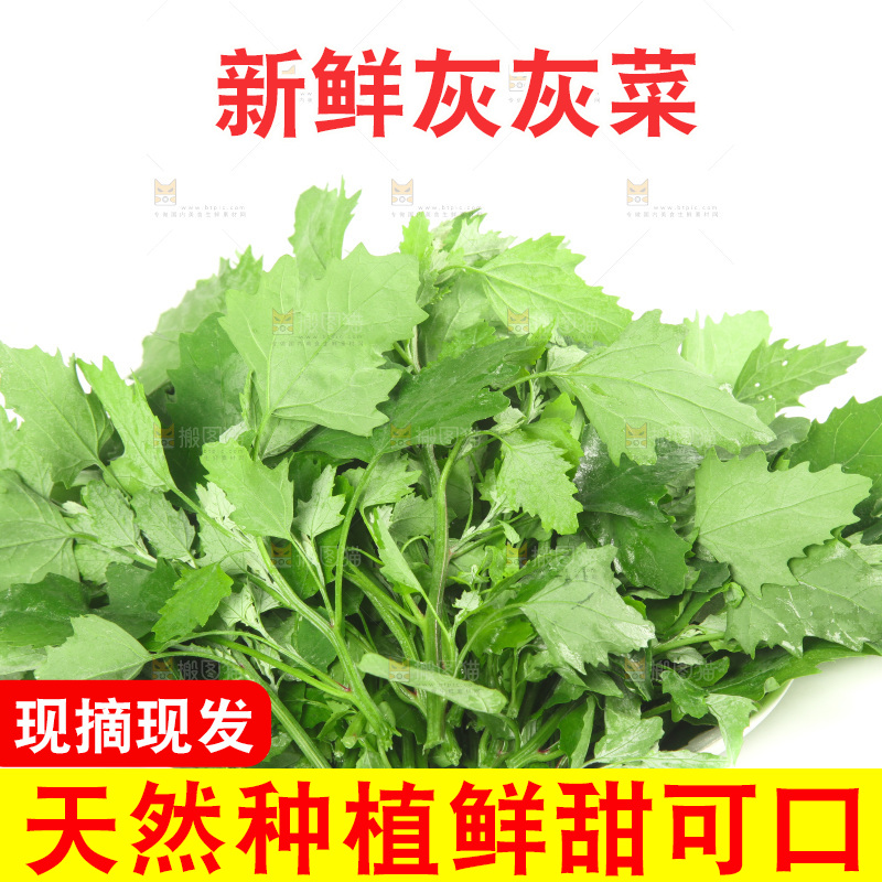 白底上的灰灰菜