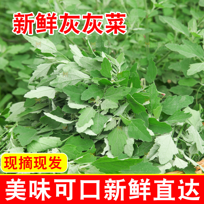 手里拿着新鲜灰灰菜