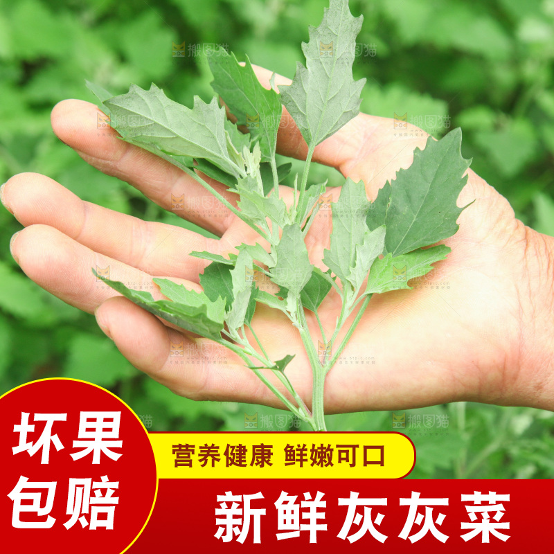手里拿着新鲜灰灰菜