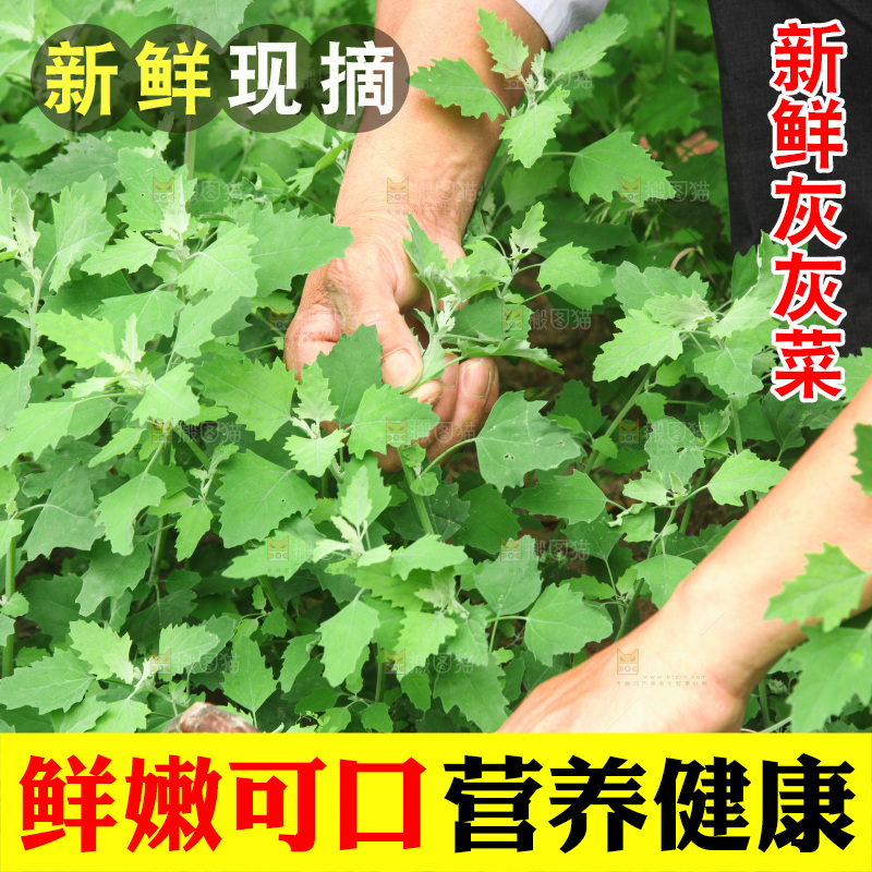 手里拿着新鲜灰灰菜