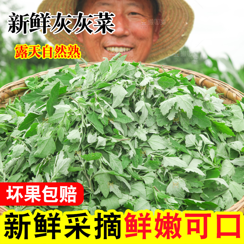 手里拿着新鲜灰灰菜
