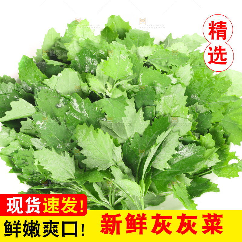 白底上的灰灰菜