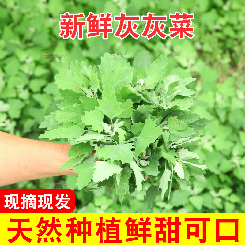 手里拿着新鲜灰灰菜