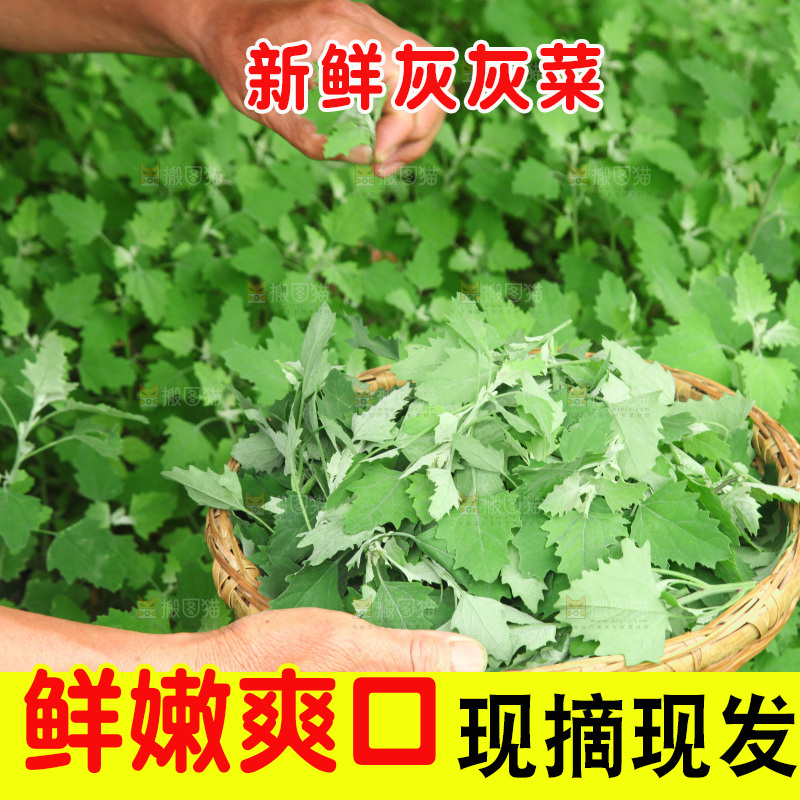 手里拿着新鲜灰灰菜