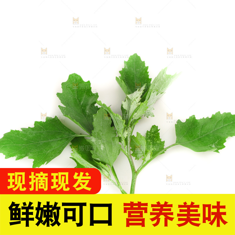 白底上的灰灰菜