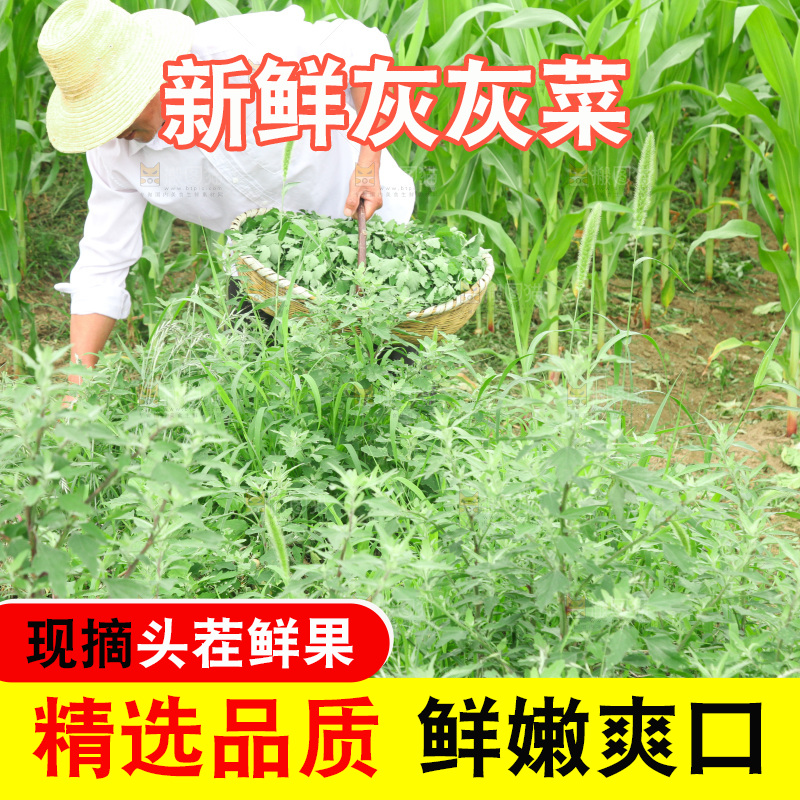 手里拿着新鲜灰灰菜