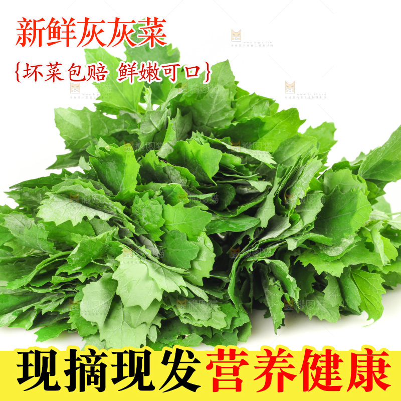 白底上的灰灰菜