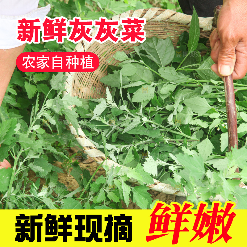 手里拿着新鲜灰灰菜