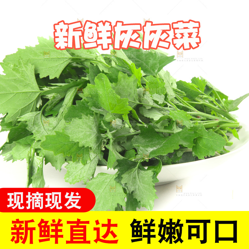 白底上的灰灰菜