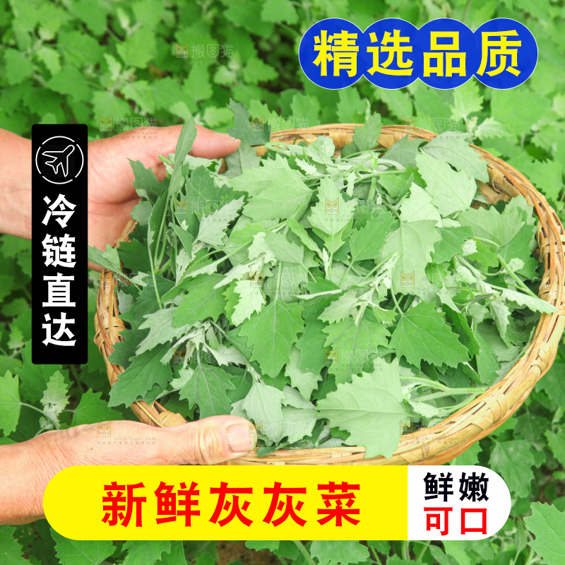 手里拿着新鲜灰灰菜