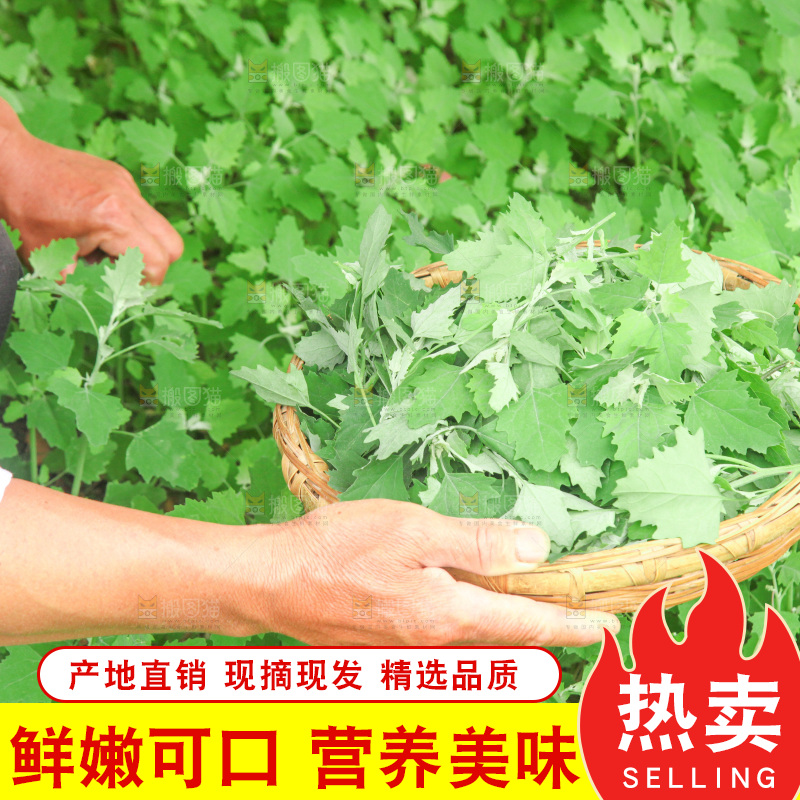 手里拿着新鲜灰灰菜