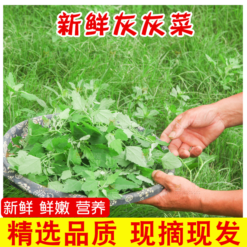 手里拿着新鲜灰灰菜
