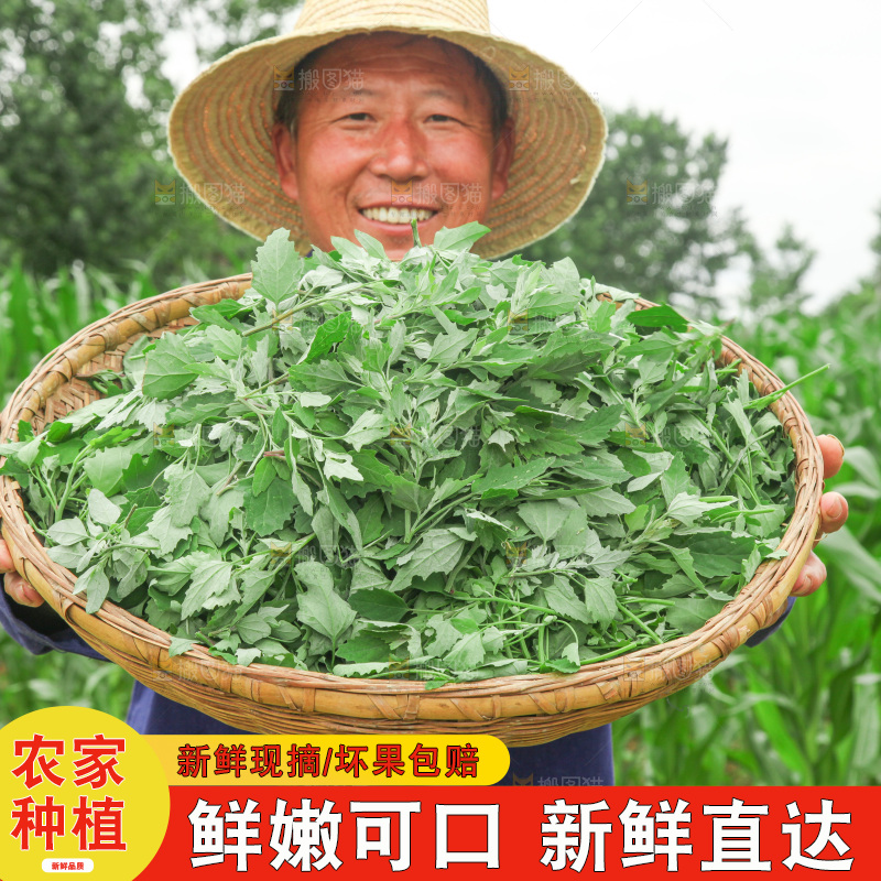 手里拿着新鲜灰灰菜