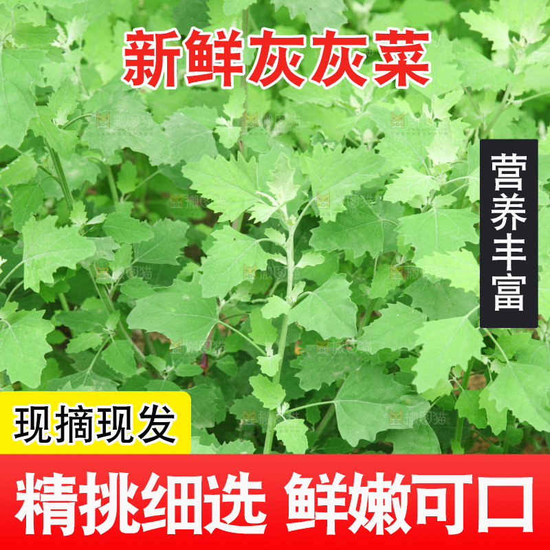 一大片灰灰菜