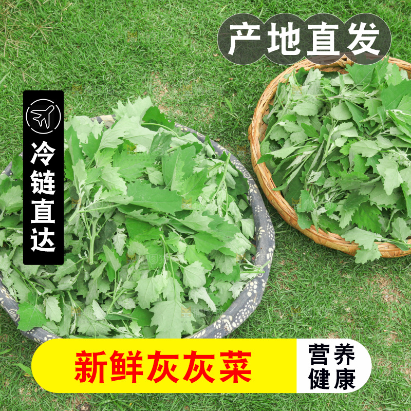 手里拿着新鲜灰灰菜
