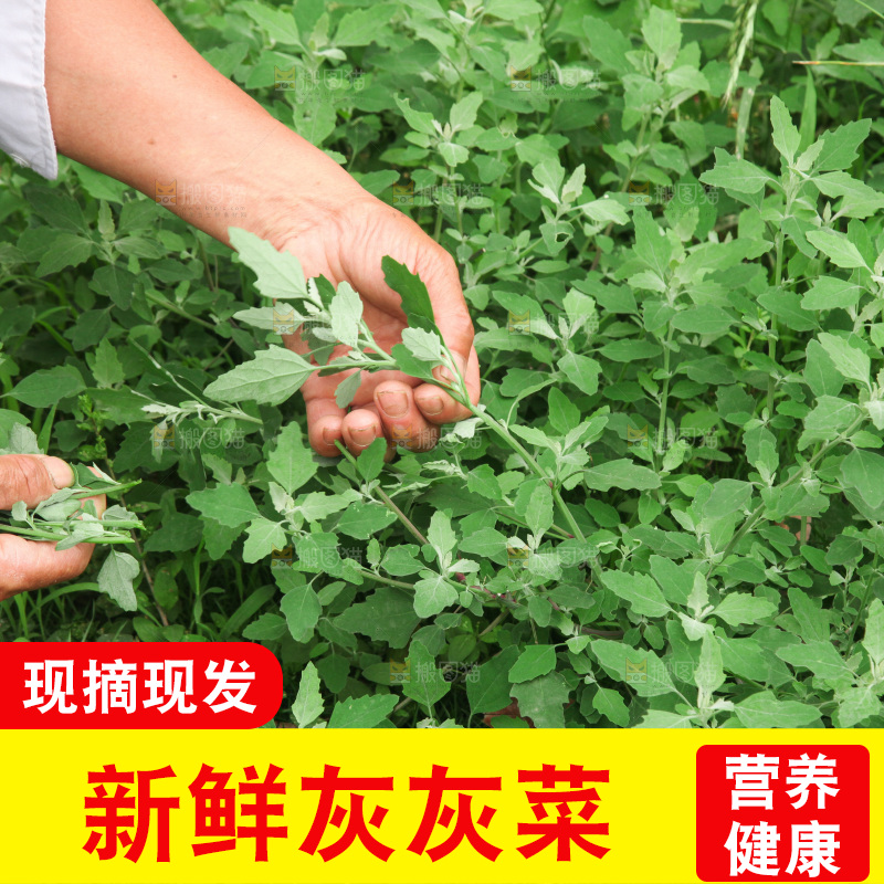手里拿着新鲜灰灰菜