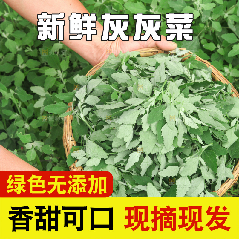 手里拿着新鲜灰灰菜