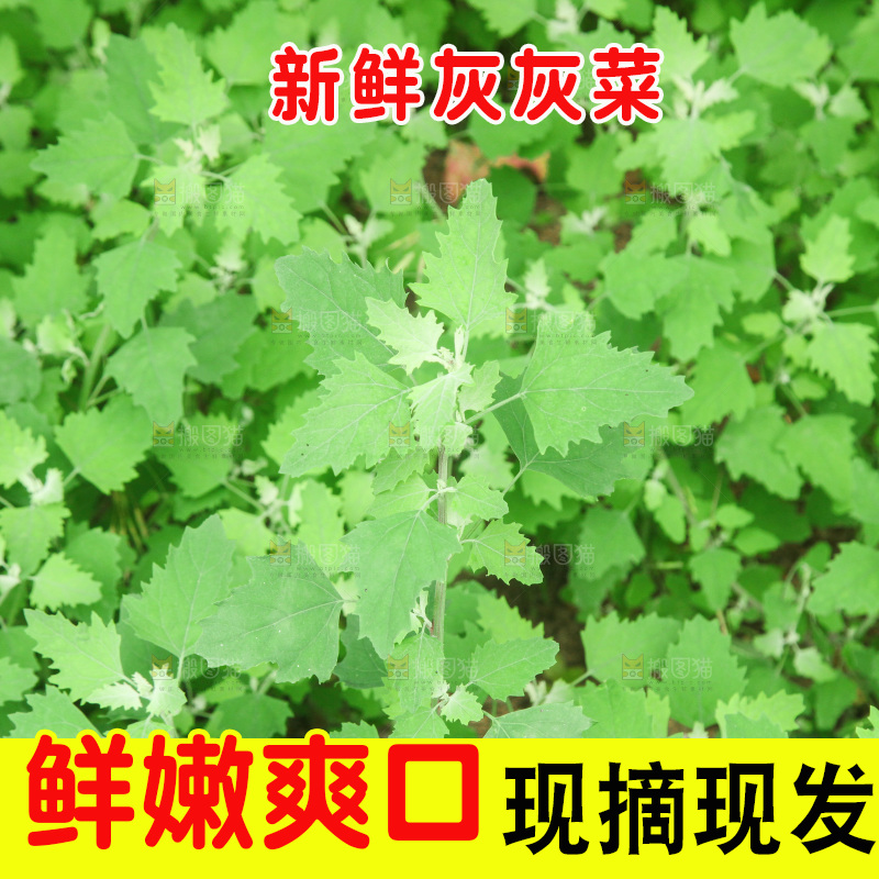 一大片灰灰菜