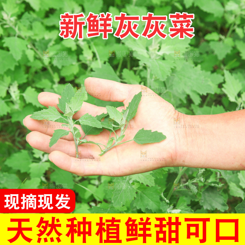 手里拿着新鲜灰灰菜
