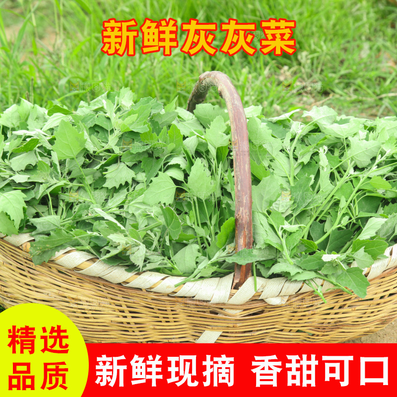 手里拿着新鲜灰灰菜