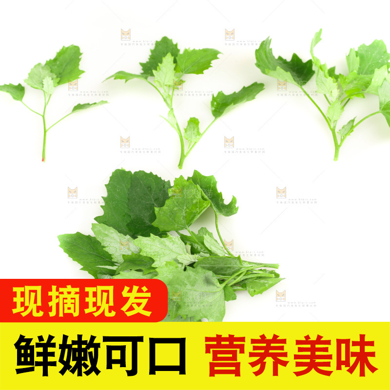 白底上的灰灰菜